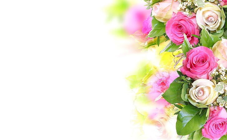 rosas, flores, composición, ternura, fondo blanco, Fondo de pantalla HD