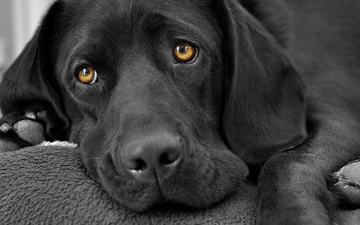 labrador retriever nero, cane, animali, coloritura triste e selettiva, Sfondo HD