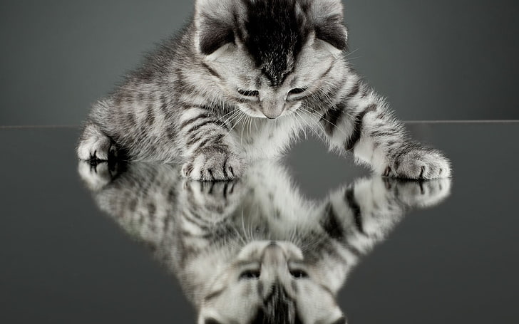 серебристый полосатый котенок, природа, кот, котята, отражение, HD обои