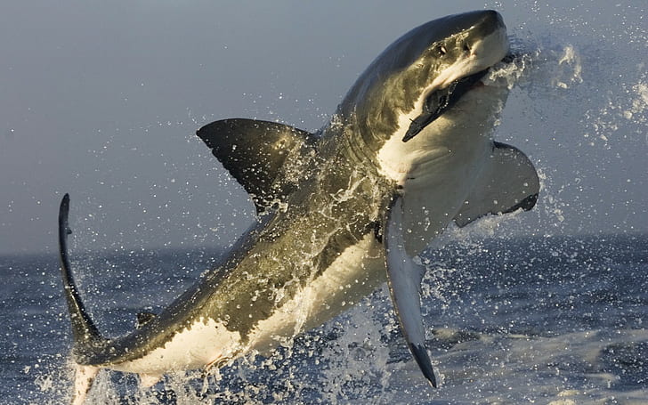 tiburón, salpicaduras, gran tiburón blanco, mar, saltos, animales, Fondo de pantalla HD