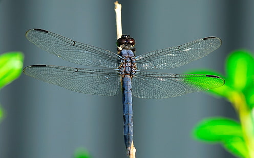 blaue Libelle, Libelle, Flügel, Insekt, HD-Hintergrundbild HD wallpaper