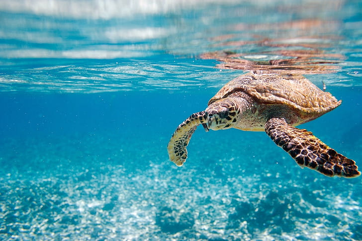 África tortuga naturaleza azul mar animales, Fondo de pantalla HD
