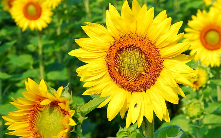 Bunga Matahari Luar Biasa, kuning, latar belakang, alam, Wallpaper HD