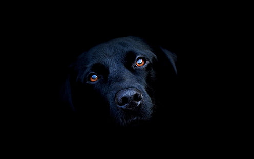 anjing hitam berlapis pendek, hewan, anjing, hitam, Labrador Retriever, Wallpaper HD HD wallpaper