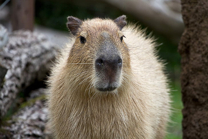 Capybara, Muzzle, Nose, HD wallpaper