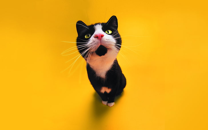 kucing tuxedo, kucing, warna, Wallpaper HD