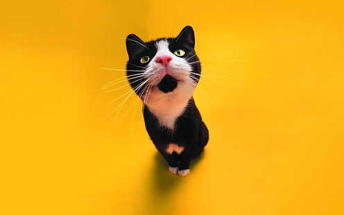 смокинг котка, котка, цвят, HD тапет HD wallpaper