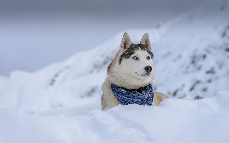 djur, hund, Siberian Husky, snö, HD tapet
