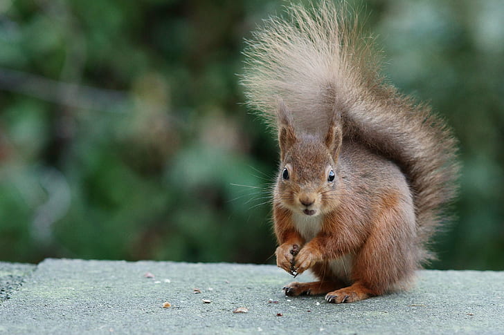 inclinazione spostamento obiettivo fotografia di uno scoiattolo marrone, roditore, scoiattolo, animale, mammifero, natura, fauna selvatica, marrone, all'aperto, carino, animali In The Wild, Sfondo HD