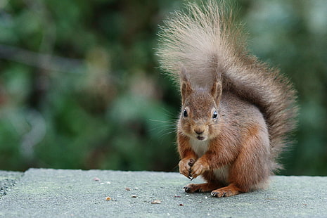 inclinazione spostamento obiettivo fotografia di uno scoiattolo marrone, roditore, scoiattolo, animale, mammifero, natura, fauna selvatica, marrone, all'aperto, carino, animali In The Wild, Sfondo HD HD wallpaper