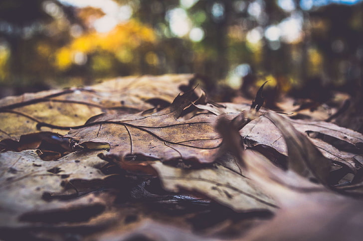 background, blur, brown, close up, colors, daylight, dry, environment, fallen leaves, forest, ground, land, landscape, leaves, natural, nature, outdoor, pattern, trees, woods, HD wallpaper