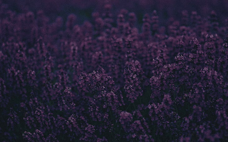 lavender, landscape, purple, HD wallpaper