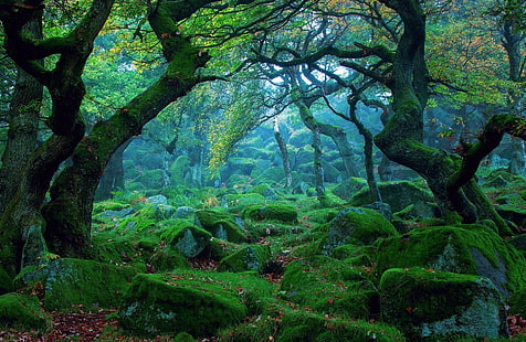 Земя, гора, камък, дърво, зеленина, HD тапет HD wallpaper