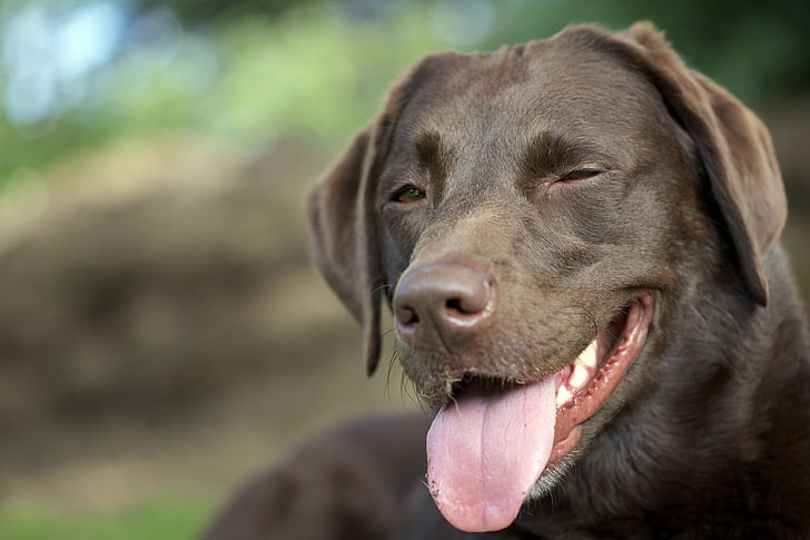 adulto chocolate labrador retriever, cão, focinho, língua saliente, HD papel de parede