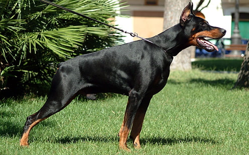 adult black and tan Doberman pinscher, doberman, grass, dog, hunting, alertness, HD wallpaper HD wallpaper