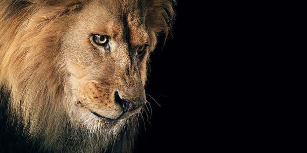 lejonhuvud, katter, lejon, djur, stor katt, man, HD tapet HD wallpaper