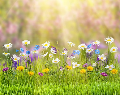 пролет, природа, цветя, HD тапет HD wallpaper