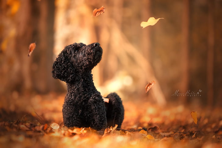 autumn, leaves, dog, bokeh, Poodle, HD wallpaper