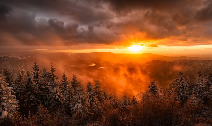 пейзажная фотография дерева с туманами во время золотого часа, пейзаж, природа, небо, деревья, солнечный свет, HD обои