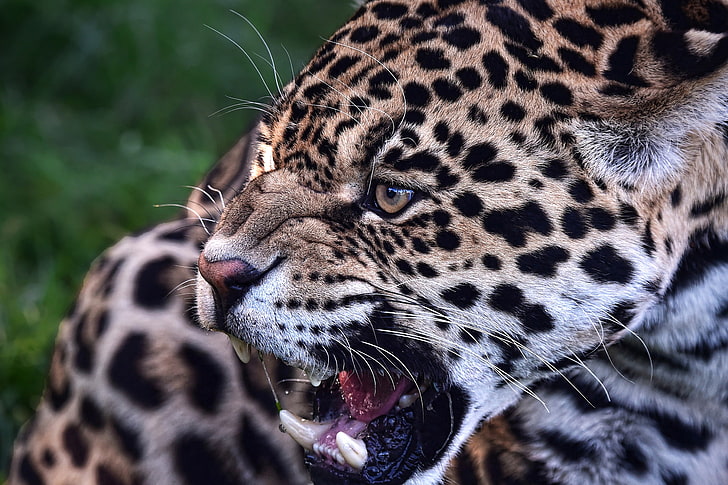 leopard, open mouth, sharp teeth, big cats, predator, wild, Animal, HD wallpaper