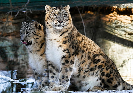 gato, animal, leopardo, zoológico, leopardos, nieve, grande, Fondo de pantalla HD HD wallpaper