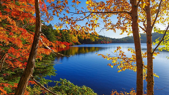 Natur, Reflexion, Wasser, Blätter, Herbst, See, Baum, Himmel, Laub, Landschaft, Zweig, Pflanze, HD-Hintergrundbild HD wallpaper