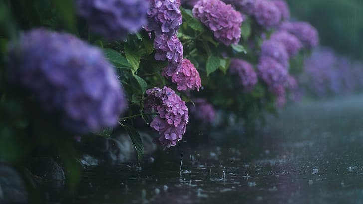 rain, Flowers, hydrangea, HD wallpaper