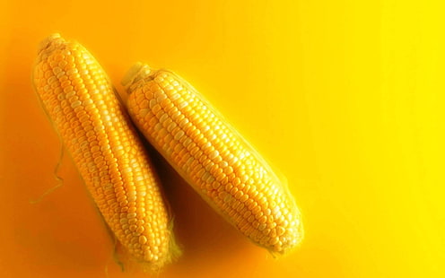 2つの黄色いトウモロコシの穂軸、トウモロコシ、背景、黄色、耳、 HDデスクトップの壁紙 HD wallpaper