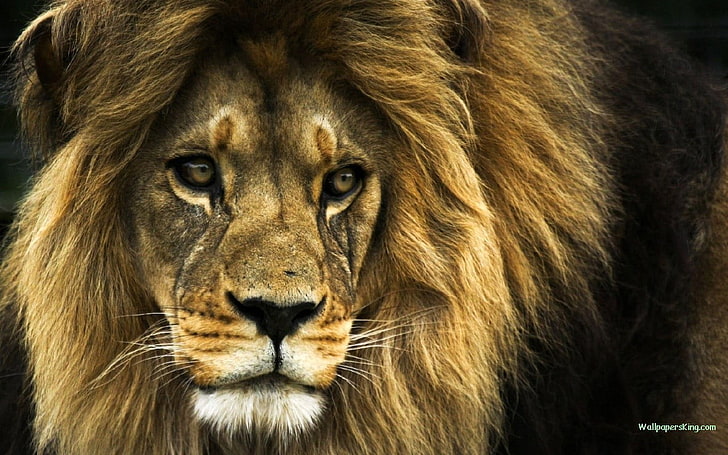 leão, animais, natureza, grandes felinos, HD papel de parede