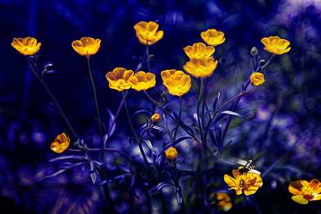 Renoncules, fleurs, violet, jaune, 5k, 4k, Fond d'écran HD HD wallpaper