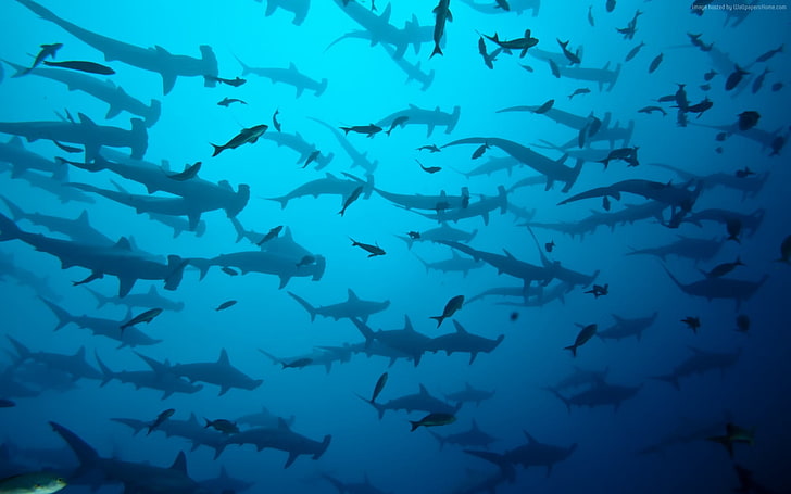 Ilustración de tiburón martillo, tiburón, mar, Fondo de pantalla HD
