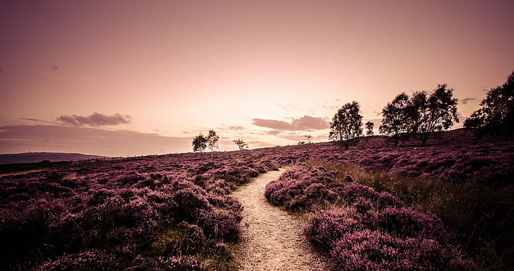 england, evening, field, footpath, heather, landscape, nature, path, plants, road, trail, trees, HD wallpaper