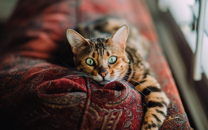 green eyes, photo, Cat, animal, paws, couch, fur, portrait, ears, whiskers, looking at camera, depth of field, feline, snout, sneaky, HD wallpaper