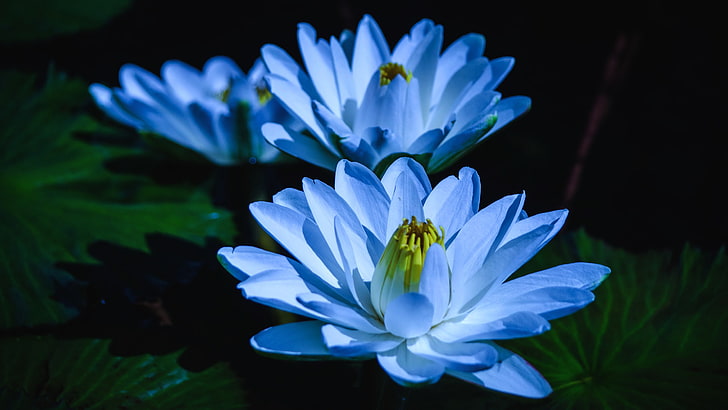 Spider lily biru