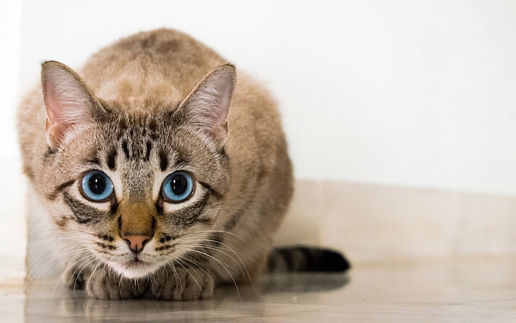 Cat blue eyed glance-High Quality HD Wallpaper, HD wallpaper