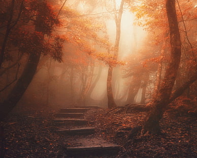 stair in between tree wallpaper, pathway between orange leaf tree at daytime, nature, landscape, forest, path, mist, trees, sunlight, leaves, stairs, atmosphere, fall, HD wallpaper HD wallpaper