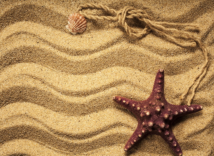 brown star fish, sand, shell, starfish, beach, texture, marine, HD wallpaper