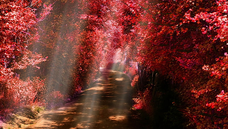 Landschaft, Natur, Sonnenstrahlen, Pfad, Herbst, rot, Blätter, Sträucher, Bäume, Nebel, Sonnenlicht, Schotterweg, HD-Hintergrundbild