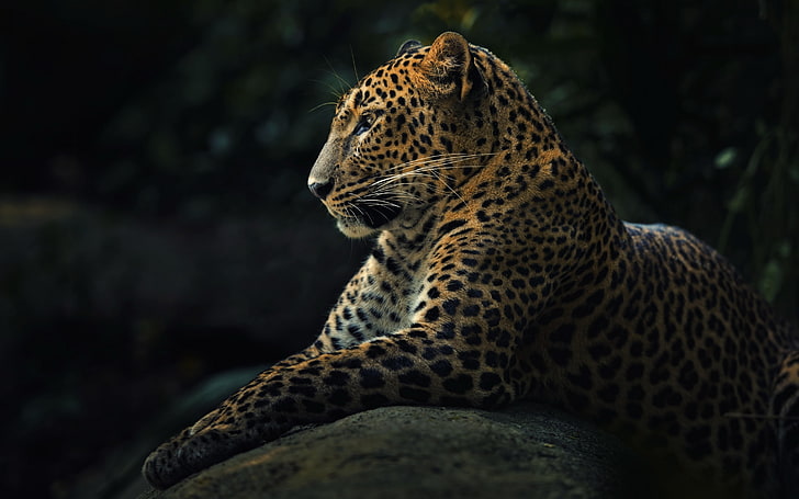 animals, wildlife, nature, jaguars, HD wallpaper