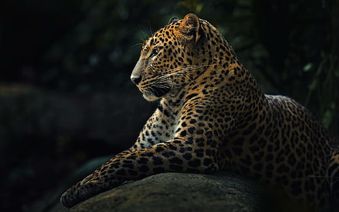 животни, дива природа, природа, ягуари, HD тапет HD wallpaper