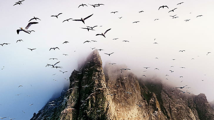 Migration Thru The Mist, flock of birds, mountain, cliff, birds, mist, animals, HD wallpaper