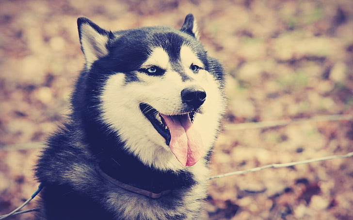 Husky sibérien, chien, animaux, filtre, Fond d'écran HD