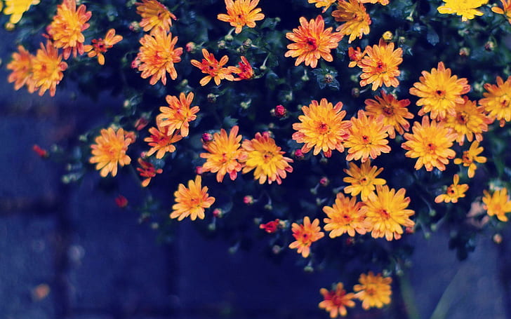 Strawflower, orange petaled flowers, flowers, 2560x1600, strawflower, HD wallpaper