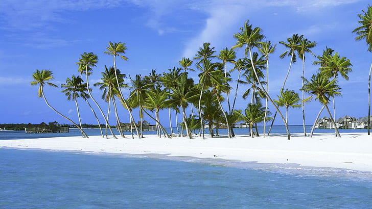 Green Over White, листья, пальмы, природа, пляж, песок, океан, стволы, облака, 3d и аннотация, HD обои