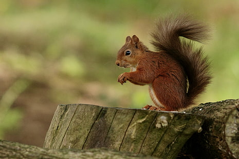 scoiattolo marrone closeup fotografia, scoiattolo, scoiattolo, roditore, natura, animale, mammifero, fauna selvatica, all'aperto, carino, marrone, foresta, albero, mangiare, Sfondo HD HD wallpaper