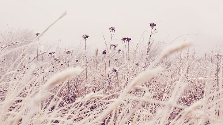 lila Blüten, Gras, Frost, Schnee, Natur, Wind, HD-Hintergrundbild
