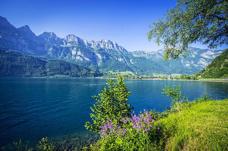 green leafed plant, forest, grass, flowers, mountains, branches, lake, Switzerland, the bushes, Lake Walensee, HD wallpaper