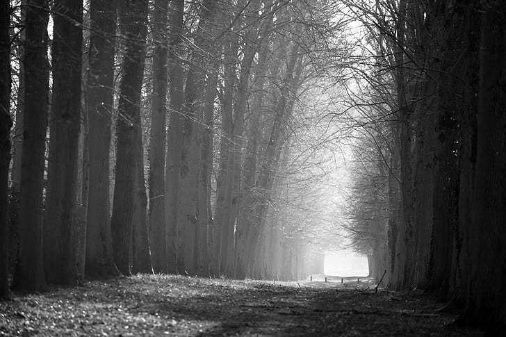 gray pathway between trees covered with fog during daytime, Versailles, gray, pathway, trees, fog, daytime, Forest, Gardens, Alone, Light, tree, nature, woodland, outdoors, mystery, landscape, spooky, footpath, HD wallpaper