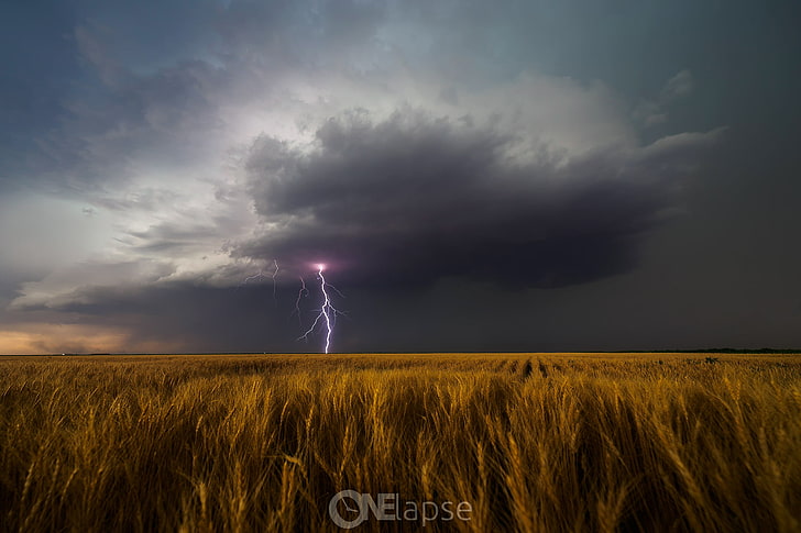 brown wheat field, the storm, field, summer, storm, lightning, USA, June, Leoti, rotating thunderstorm, SuperCell, Kansas, HD wallpaper
