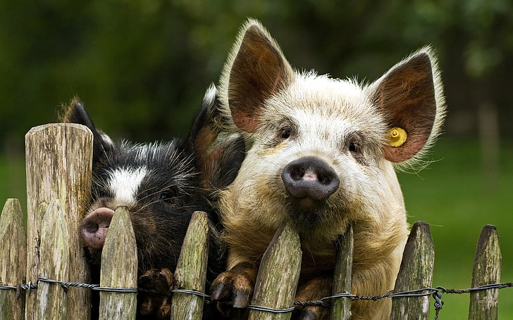 black and brown boars, pigs, couple, fence, HD wallpaper